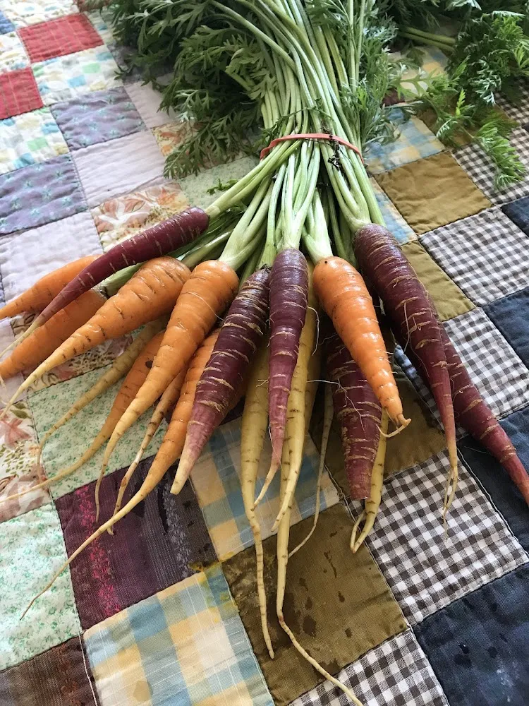 Carrot